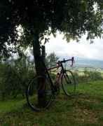 Шоссейный велосипед Wilier Triestina (Италия)